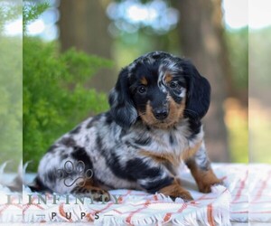 Dachshund Puppy for sale in EAST EARL, PA, USA