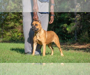 Mother of the Cane Corso puppies born on 02/02/2023