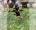 Small #7 Doberman Pinscher