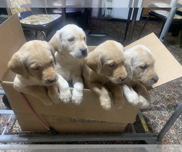 Medium Photo #3 Labrador Retriever Puppy For Sale in FREDERIC, WI, USA