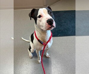 Balto - Male Staffordshire Bull Terrier Dog for Adoption