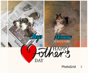 Mother of the Shetland Sheepdog puppies born on 04/17/2023
