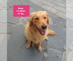 Small #7 Golden Retriever