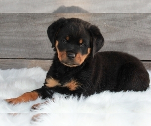 Rottweiler Puppy for sale in FREDERICKSBURG, OH, USA