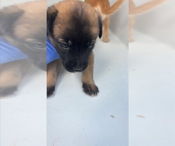Medium Photo #1 Labrador Retriever-Unknown Mix Puppy For Sale in Houston, TX, USA