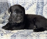 Small #1 Cane Corso