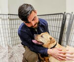 Small #5 American Pit Bull Terrier Mix