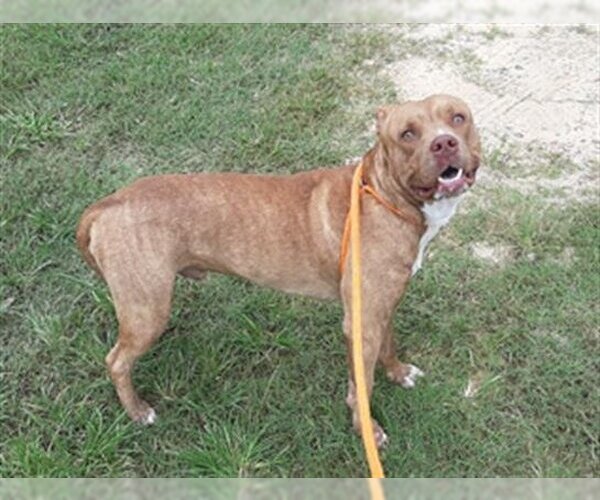 Medium Photo #1 American Pit Bull Terrier-Unknown Mix Puppy For Sale in Green Cove Springs, FL, USA
