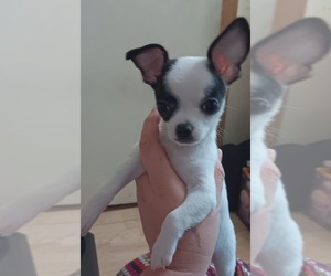 Chihuahua Puppy for sale in FLINT, MI, USA