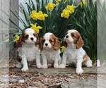 Small #2 Cavalier King Charles Spaniel