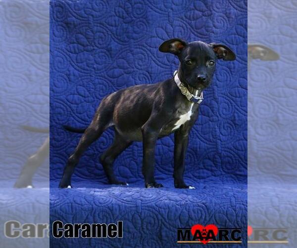 Medium Photo #2 Boston Huahua Puppy For Sale in Maryville, TN, USA