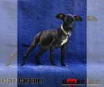 Small #1 Boston Huahua