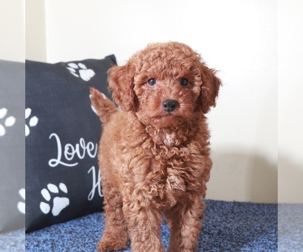 Medium Photo #3 Golden Retriever-Poodle (Toy) Mix Puppy For Sale in MOUNT VERNON, OH, USA