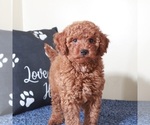 Small #2 Golden Retriever-Poodle (Toy) Mix
