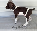 Small #2 German Shorthaired Pointer