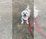Small Photo #2 Mutt Puppy For Sale in Studio City, CA, USA