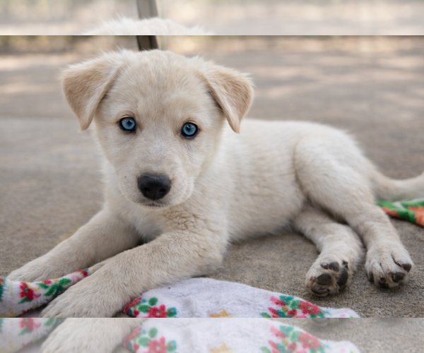 Medium Photo #3 Labrador Retriever-Unknown Mix Puppy For Sale in Clovis, CA, USA
