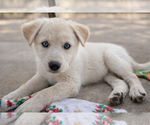 Small #2 Labrador Retriever Mix