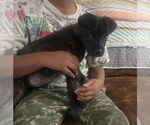 Small #11 Mutt