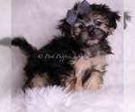 Small #1 Morkie