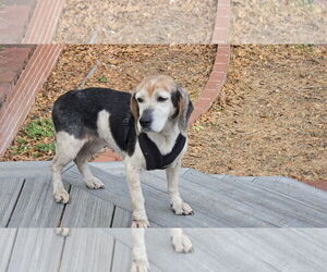 Beagle Dogs for adoption in Tampa, FL, USA