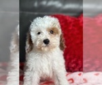 Small Photo #8 Cavapoo Puppy For Sale in ELMHURST, IL, USA