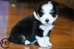 Small Photo #4 Miniature Australian Shepherd Puppy For Sale in OAKLEY, KS, USA