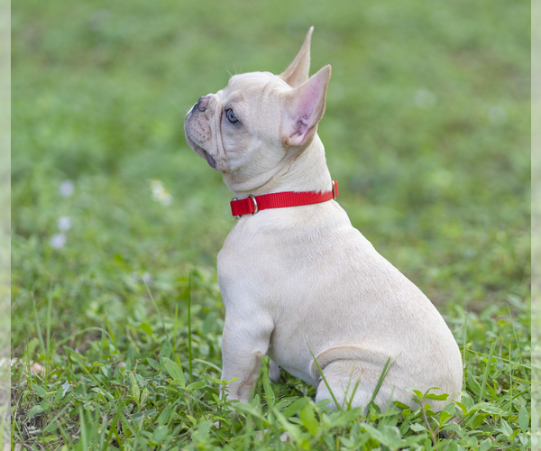 Medium Photo #4 French Bulldog Puppy For Sale in NAPLES, FL, USA