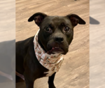 Small #9 Boxer Mix