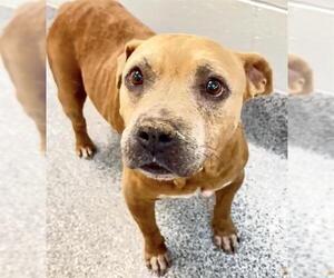 American Pit Bull Terrier-Unknown Mix Dogs for adoption in Houston, TX, USA