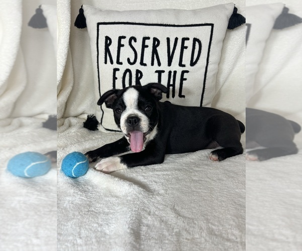 Medium Photo #4 Boston Terrier Puppy For Sale in GREENFIELD, IN, USA