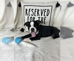 Small #3 Boston Terrier