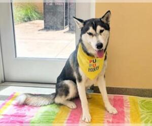 RAPIDASH - Female Siberian Husky Dog for Adoption - Photo #2