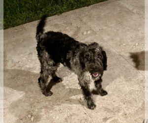 Labrador Retriever Dogs for adoption in Boca Raton, FL, USA