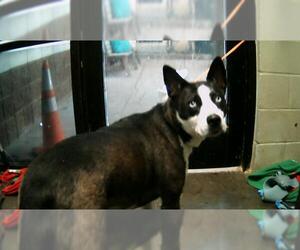 Siberian Husky-Unknown Mix Dogs for adoption in Tulsa, OK, USA