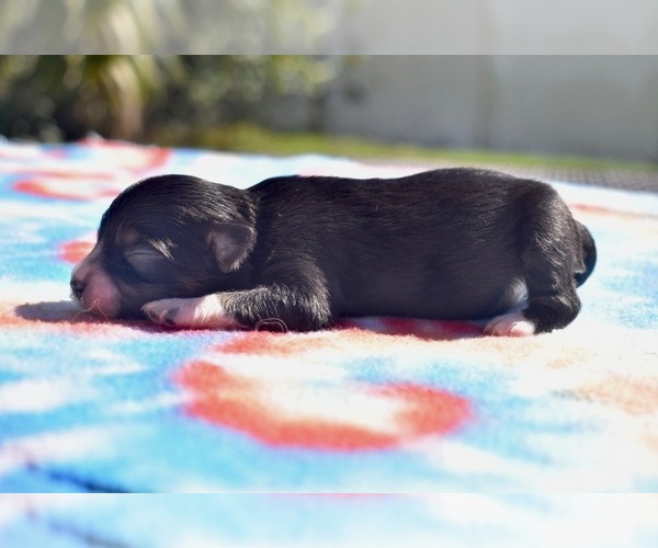 Medium Photo #3 Miniature Australian Shepherd Puppy For Sale in PALM COAST, FL, USA