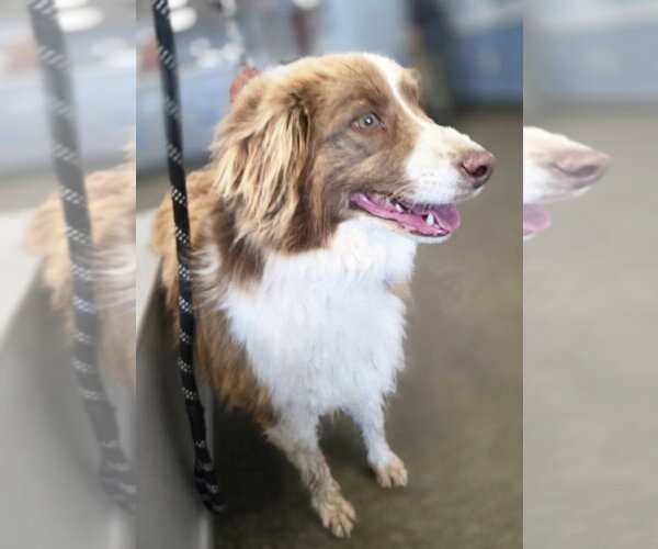 Medium Photo #4 Australian Shepherd Puppy For Sale in Aurora, IN, USA