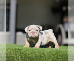 Small English Bulldog