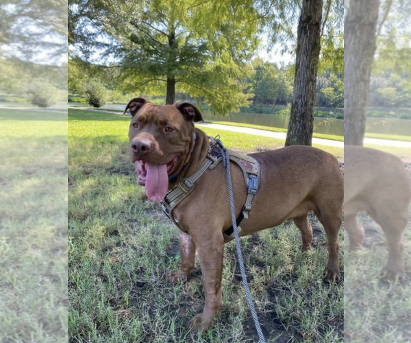 Medium Photo #6 Mastiff-Unknown Mix Puppy For Sale in Euless, TX, USA
