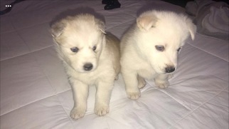 Siberian Husky Puppy for sale in COMMERCE CITY, CO, USA