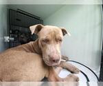 Small Staffordshire Bull Terrier Mix