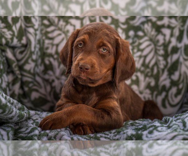 Medium Photo #6 Labradoodle Puppy For Sale in DEEPWATER, MO, USA