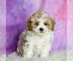 Small Photo #42 Maltipoo (Toy) Puppy For Sale in WARSAW, IN, USA