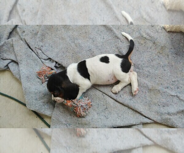 Medium Photo #3 Basset Hound Puppy For Sale in PARKER, AZ, USA