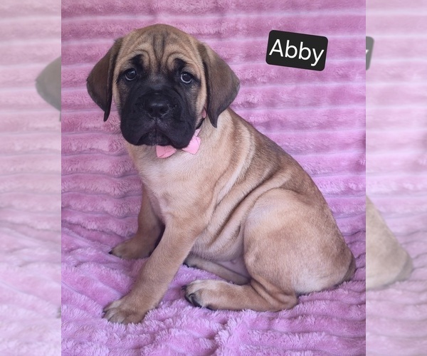 Medium Photo #10 Cane Corso Puppy For Sale in MINERAL WELLS, WV, USA