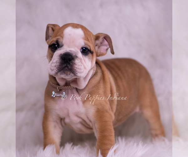 Medium Photo #6 Bulldog Puppy For Sale in WARSAW, IN, USA