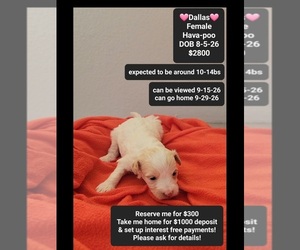 Havapoo Puppy for sale in TUCSON, AZ, USA