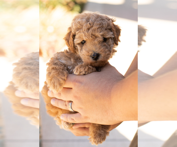 Medium Photo #3 Poodle (Miniature) Puppy For Sale in NAPPANEE, IN, USA