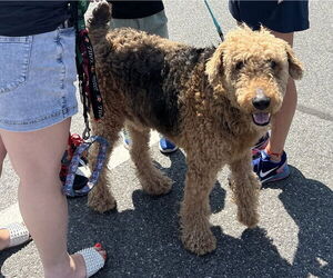 Airedale Terrier-Unknown Mix Dogs for adoption in Brooklyn, NY, USA