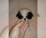 Small Photo #5 Japanese Chin Puppy For Sale in SAINT HEDWIG, TX, USA